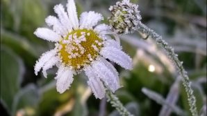 МЧС предупреждает о серьёзных заморозках на севере Ростовской области