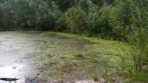 В болоте около дома в одном из сел ЕАО утонула двухлетняя девочка