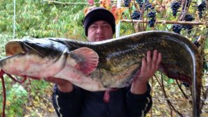 Донской рыбак поймал гигантского сома весом в 22 килограмма