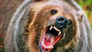 Медведь сбил с ног лесоруба в Кожевниковском районе и убежал