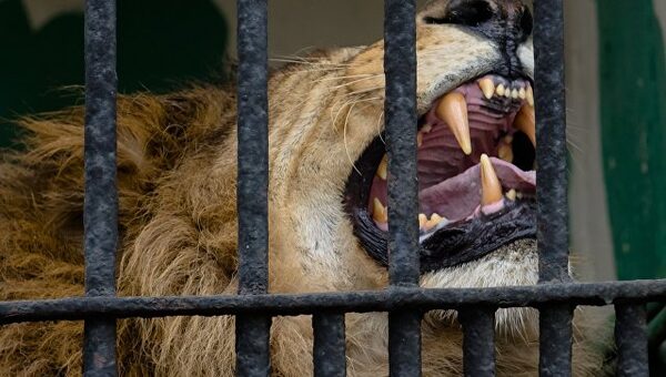 «Погладь льва, все будет хорошо»: спортсмена покусали в зоопарке