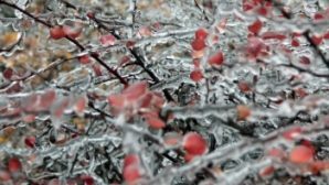 Синоптики: в Приморье идут морозы до -11 градусов