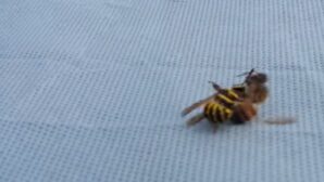 Смертельная схватка осы и пчелы? шокировала пользователей Интернета