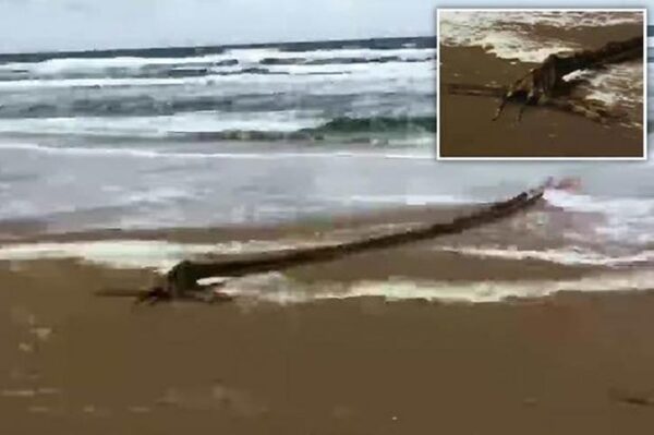 Тело неизвестного морского чудовища нашли на пляже в Нидерландах