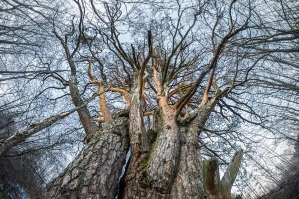 Глазастое дерево, появившееся в Астрахани, удивило и порадовало горожан