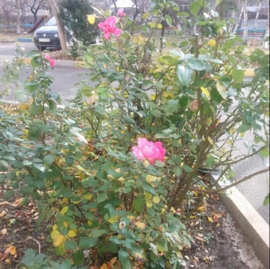 Удивительное рядом: в Ставрополе цветы перепутали время года