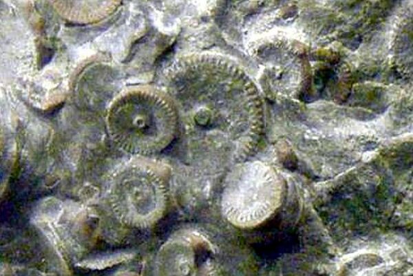 Детали механизма возрастом 400 миллионов лет найдены на Камчатке