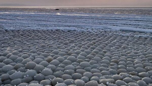 Ледяные шарики заполнили побережье Финского залива: очевидцы публикуют снимки чуда природы