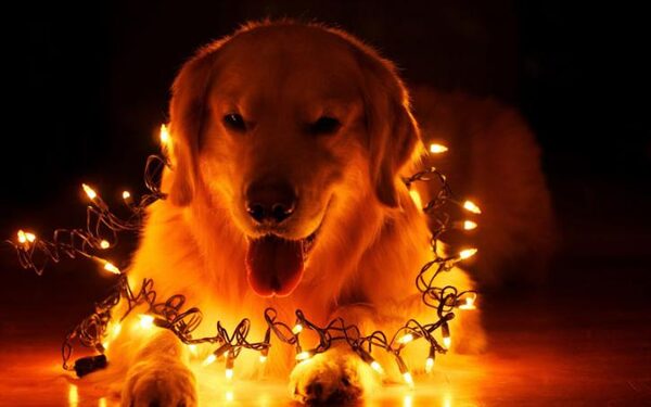 Новый 2018 год Желтой Собаки: когда наступит по Восточному календарю