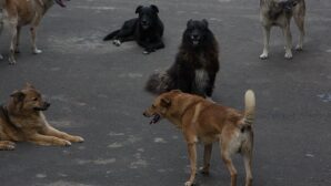 Стая бездомных собак в Ялте разорвала 35-летнего мужчину