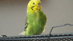 В Австралии попугай научился напевать рингтон iPhone