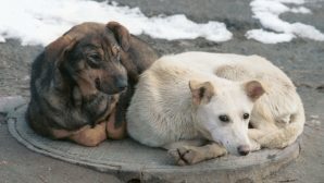 Власти хотят запретит возврат бродячих животных на улицы Ростовской области