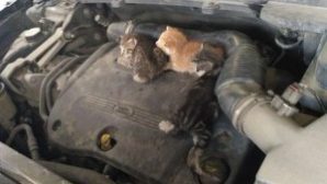 Зима — воронежцы ездят с котятами под капотом машины