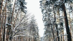 Белгородцы публикуют в Instagram фото свежевыпавшего снега