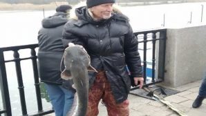 Гигантского сома выловил рыбак из дона в Ростове?