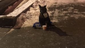 Хозяин оставил собаку-попрошайку на морозе, чтобы разжалобить ростовчан