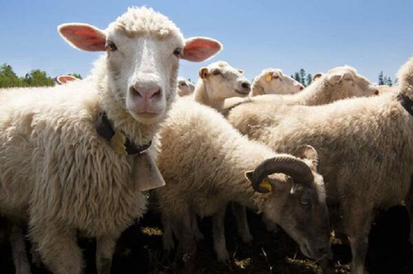 Химеру овцы и человека создали американские ученые