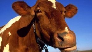 Требует запретить выращивание коров на еду? житель Липецка
