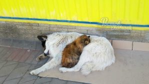 В Ростове бездомные кот и собака согрели друг друга теплом своих тел