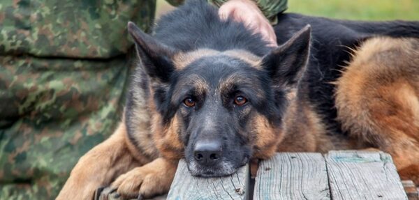 Госохрана с собаками ищет в Раде взрывчатку