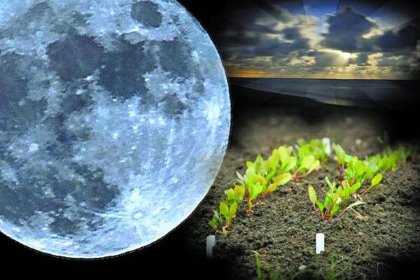 Лунный календарь садовода и огородника на апрель-2018: таблица благоприятных дней для посадки рассады