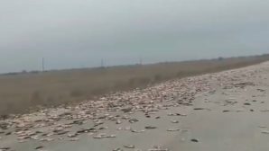 Трассу под Астраханью на сотни метров усыпало рыбой