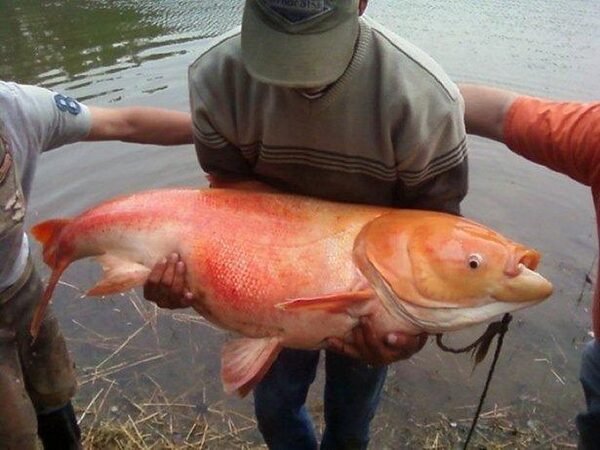 В Ростове «золотая рыбка» огромных размеров попалась на удочку – очевидцы
