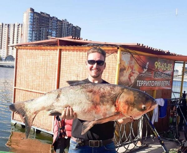 Житель Астрахани поймал огромную рыбу в канале в центре города