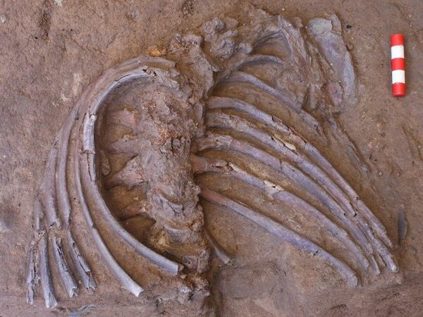 Новые находки из знаменитой пещеры Шанидар говорят в пользу существования погребальных ритуалов у неандертальцев