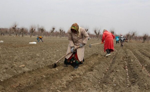 Жителей Астраханской области приглашают на сезонные сельскохозяйственные работы
