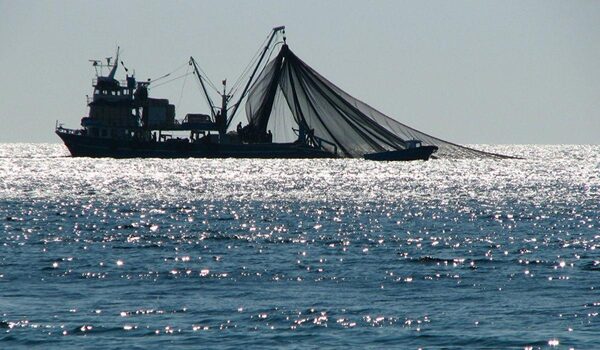 Гринпис Британии обвиняет российские корабли в разграблении рыбных запасов страны