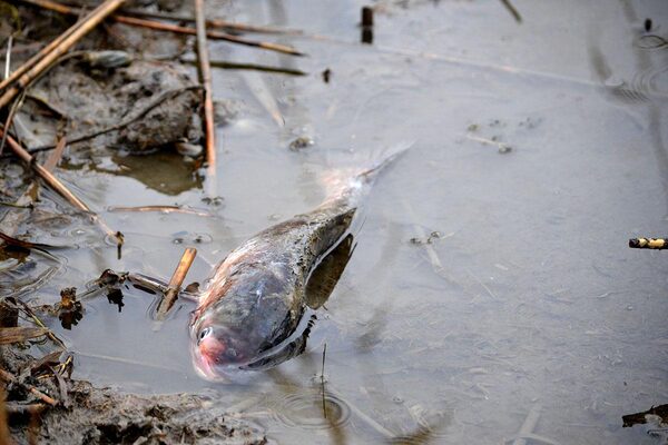 В Астраханской области продолжает гибнуть рыба по вине людей