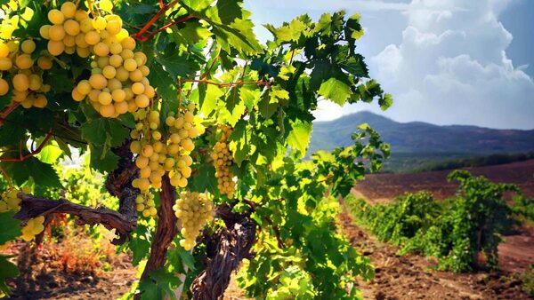 Засуха угрожает оставить Крым без урожая винограда