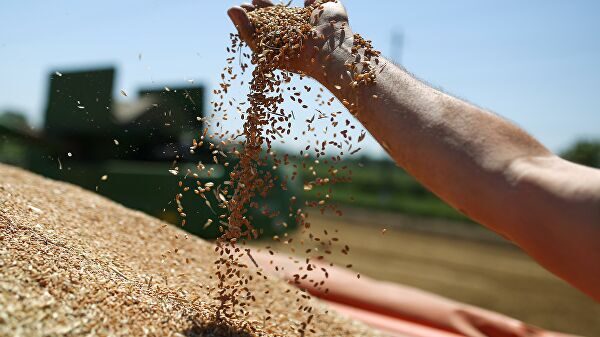 Эксперты сделали прогноз по урожаю зерновых в 2020 году
