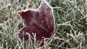 МЧС: первые заморозки ожидаются в Ростовской области