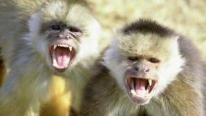 Зоопарк под Харьковом: обезьяны напали на работника и оторвали ему ухо и пальцы