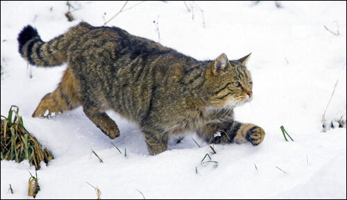 В Беларуси сфотографировали лесного кота. Первого за 90 лет!