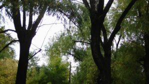 В Омске жалуются на засохшие деревья, которые могут упасть на детсад № 238