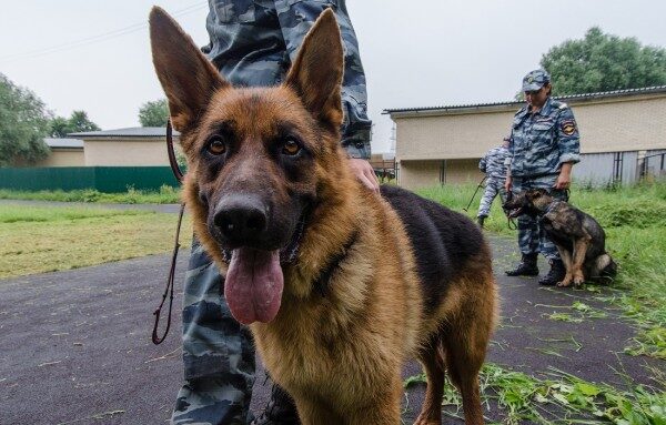 «Воробьёвы горы» возьмут под охрану кинологи