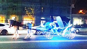 «Яркая» карета с белой лошадью ездила в центре Ростова