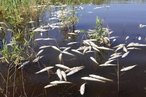 Зона экологического бедствия – в Дагестане загублено рыбы на миллиард рублей – СМИ