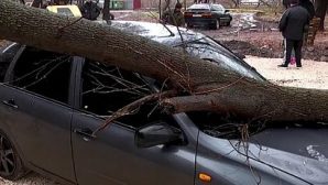 Дерево упало на автомобиль из-за дорожных работ в Рязани