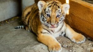 Ростовчане выбрали имя для маленькой тигрицы? — «Яшма»