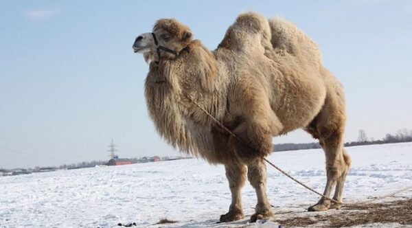 В Ростовской области продают доброго верблюда без вредных привычек