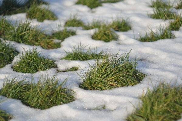 газон под снегом