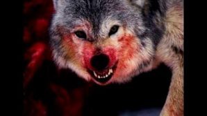 Волки-убийцы снова атакуют Пыщугский район
