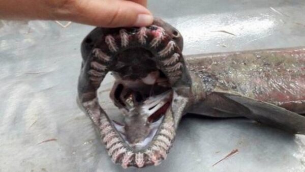 В Португалии поймана доисторическая акула-монстр