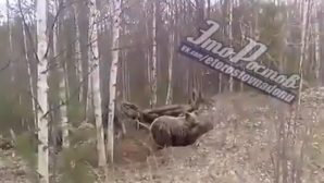 Медведя, роющего себе берлогу?, сняли на видео ростовчане