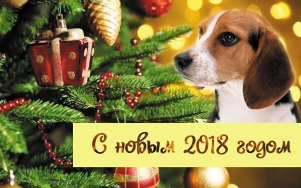 Новый год 2018 Собаки: фото, рисунки, изображения