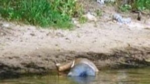Тело пожилого рыбака нашли в пруду в Ростовской области